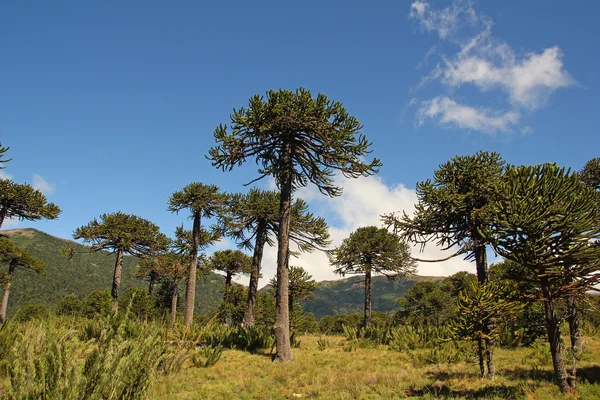 Araucaria, symbol of Chile — Stock Photo, Image