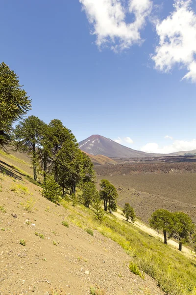 Araukarien im Malalcahuello Park, Chile — Stockfoto