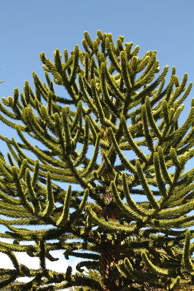 Araucaria, symbol of Chile — Stock Photo, Image