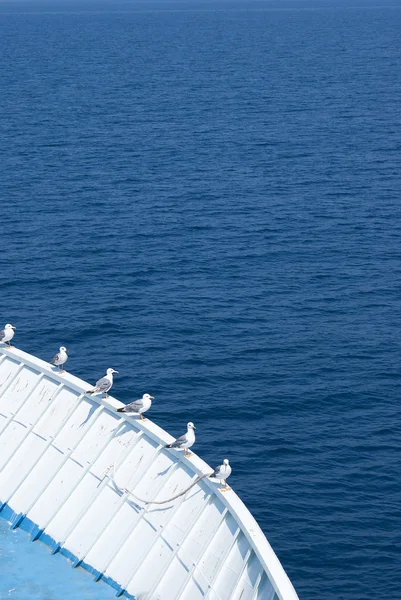 Möwen auf dem Boot — Stockfoto