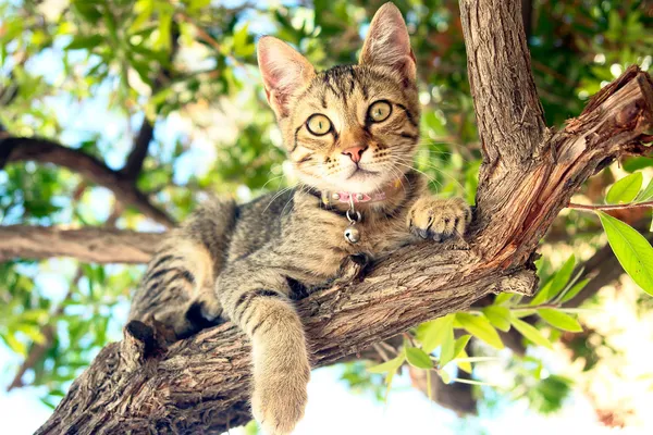 Un gato sentado en un árbol — Foto de Stock