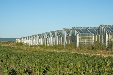 Mavi gökyüzü ile Hollanda serada önden görünümü