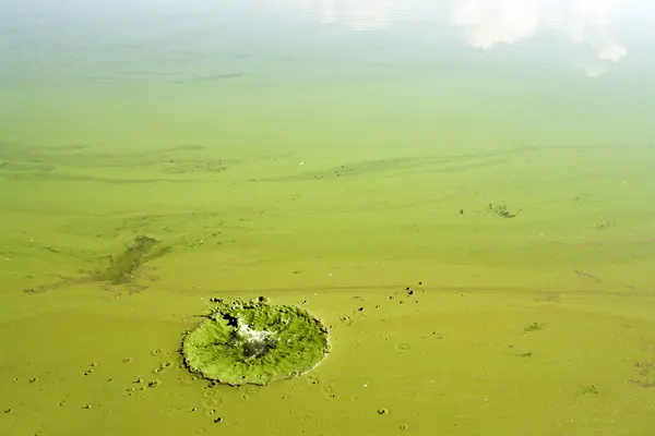 Natureza verde brilhante fundo abstrato — Fotografia de Stock