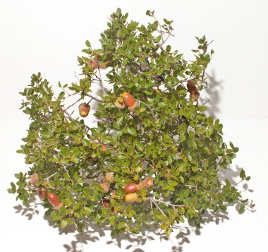 Beyaz arkaplanda Noel süslemesi