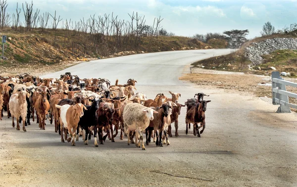 Cretan goats on the road — Stock Photo, Image