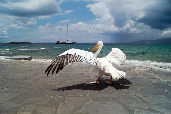 ギリシャのミコノス島の有名なペリカン — Stockfoto