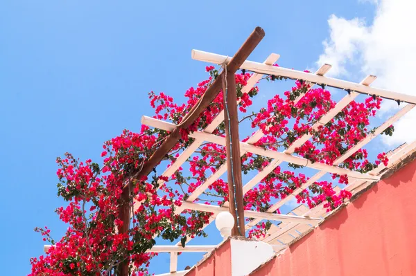 Rosa blommande bougainvillea med blå himmel som bakgrund — Stockfoto