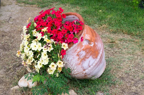 Lindas flores vermelhas e amarelas em vaso de barro — Fotografia de Stock