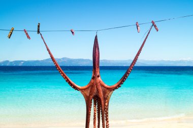 Octopus hanging up to dry in the sunshine in the Greek islands clipart