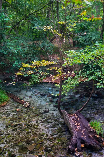 Autumn landscape, colorful leaves on trees, morning at river aft