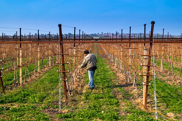 Uomo adulto che lavora in una bella vigna — Foto Stock