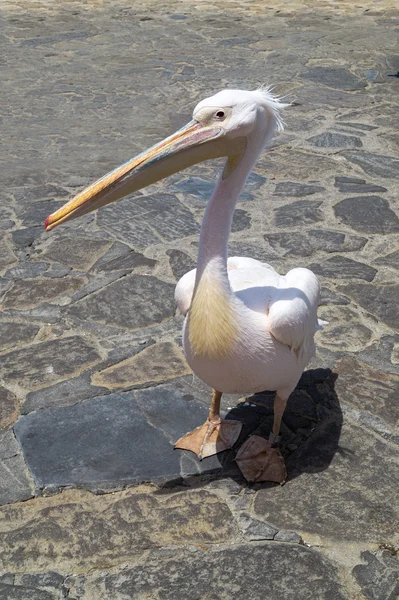 The famous Pelican of Mykonos island in Greece — Stock Photo, Image