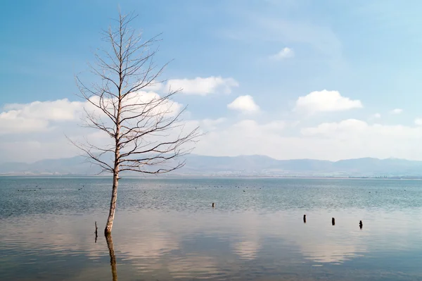 Un solo árbol creciendo en el lago de pantano en la mañana brumosa —  Fotos de Stock