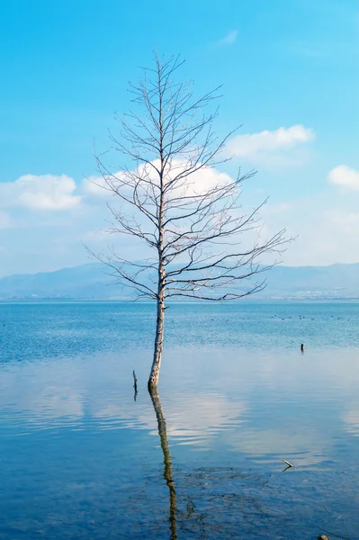 Un solo árbol creciendo en el lago de pantano en la mañana brumosa —  Fotos de Stock