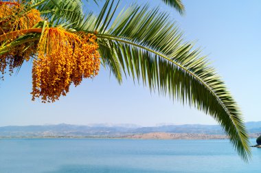 Palm beach üzerinde bırakır.