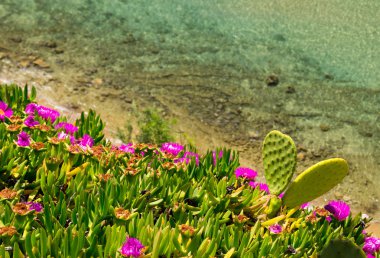 kıyı Ege Denizi ile çiçeklenme buz bitkilerde chalkidiki, gree