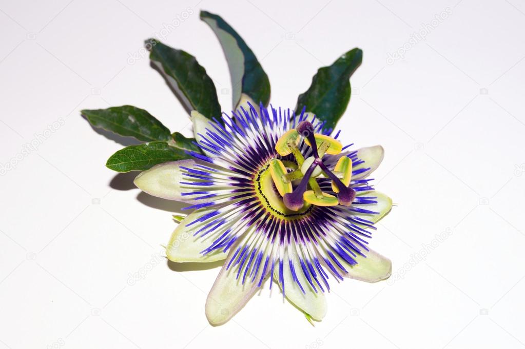 Closeup take of a passionflower opening to spring sunrays
