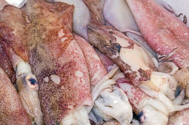 Ege Adaları, Yunanistan üzerinden taze çiğ kalamar