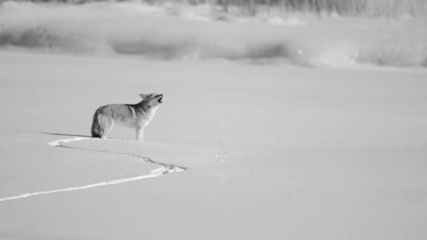 Uluyan ve arama coyote — Stok video