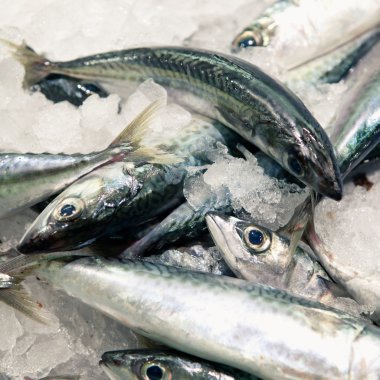mackerels balık Market