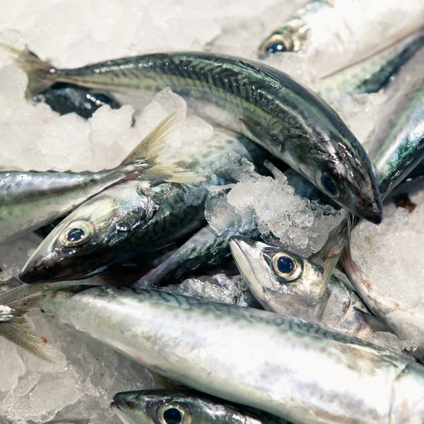 サバの魚の市場 — ストック写真