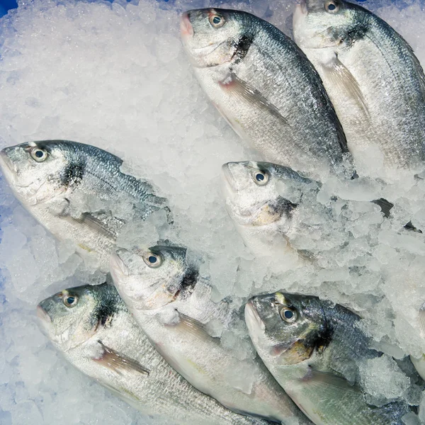 Dorado pescado sobre hielo — Foto de Stock