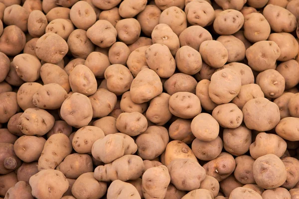 Batatas colheita fundo — Fotografia de Stock