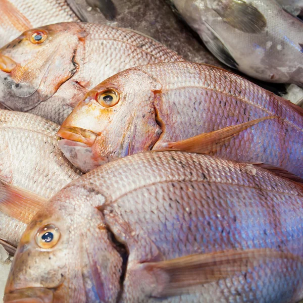 도 라도 물고기 — 스톡 사진