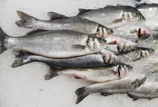 Peixe fresco no gelo no mercado — Fotografia de Stock