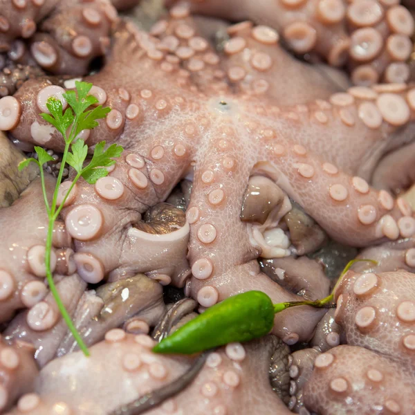 Rå blekksprut – stockfoto
