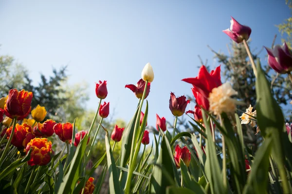 Tulipanes flores, vista desde el fondo — Foto de Stock