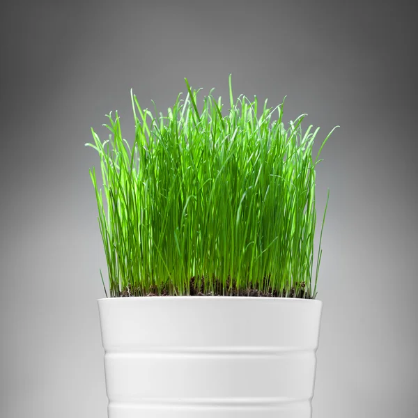 Grama fresca em vaso branco, fundo cinza — Fotografia de Stock