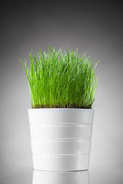 Erba fresca in vaso bianco, fondo grigio — Foto Stock