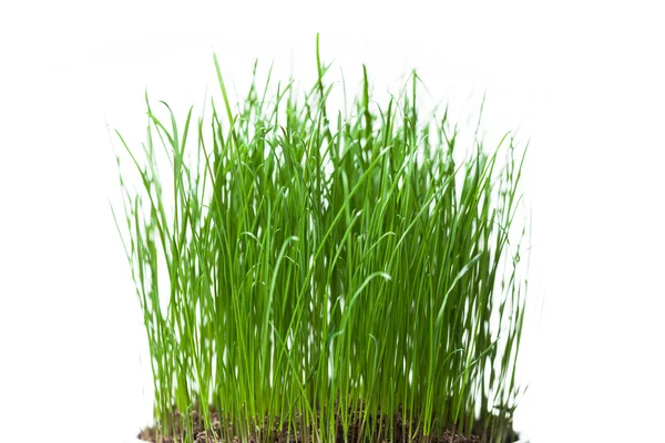 Fresh grass isolated on white — Stock Photo, Image