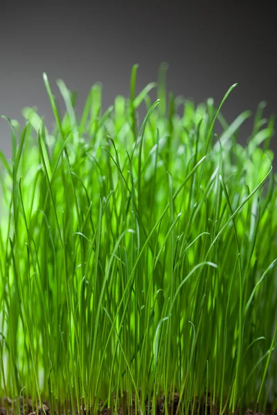 Hustý svazek čerstvé trávy — Stock fotografie