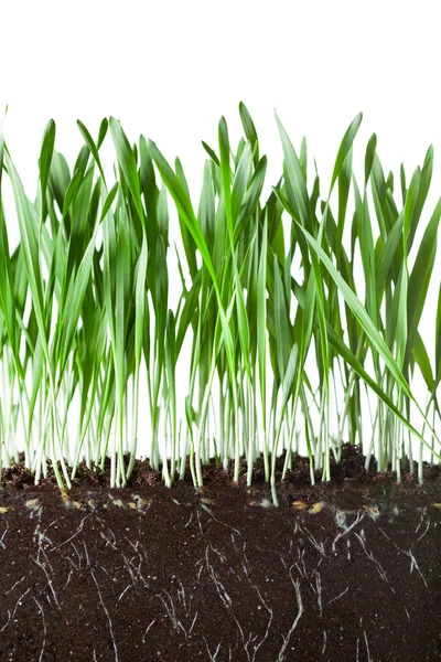 Hierba de avena y raíces en la sección transversal del suelo —  Fotos de Stock