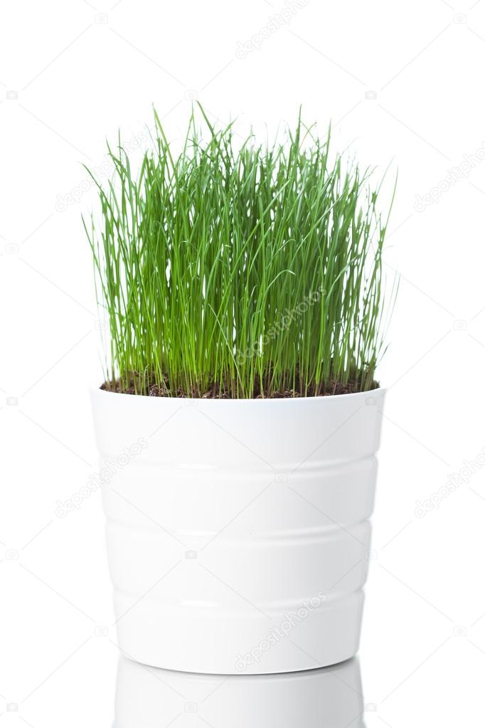 green grass in white pot, isolated on white