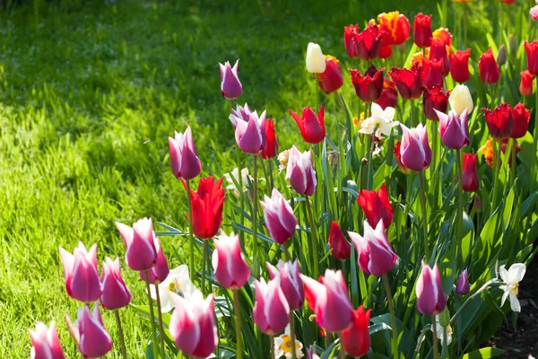 Květiny tulipány na zelené — Stock fotografie