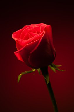 kırmızı zemin üzerine kırmızı gül