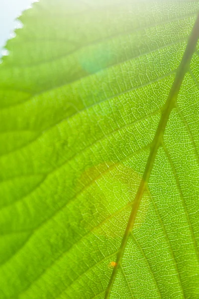 Zielony liść na światło słoneczne — Zdjęcie stockowe