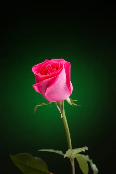 Pink rose op groen — Stockfoto