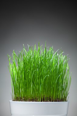 Beyaz pot, gri arka planda taze çimen