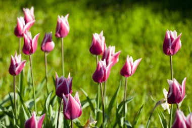 Mor lale çiçekleri yeşil