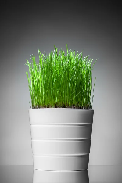 Свіжа трава в білому горщику, сірий фон — стокове фото