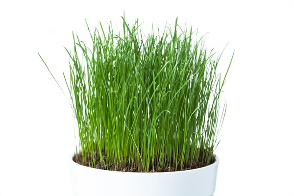 Green grass in white pot, isolated on white — Stock Photo, Image