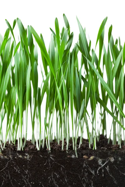 燕麦草和根在土壤交叉切割节 — 图库照片