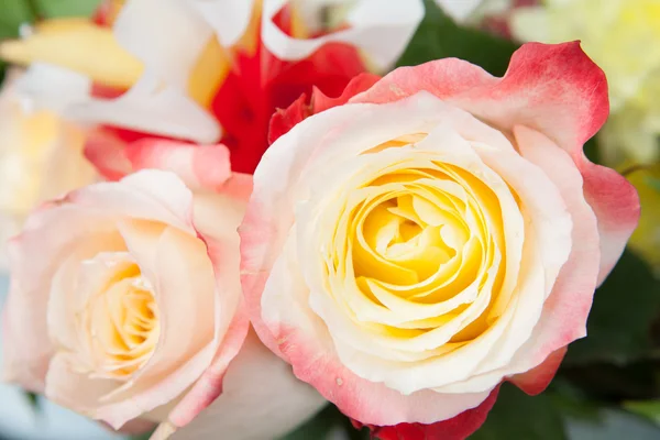 Rosa flores, vista de close-up — Fotografia de Stock
