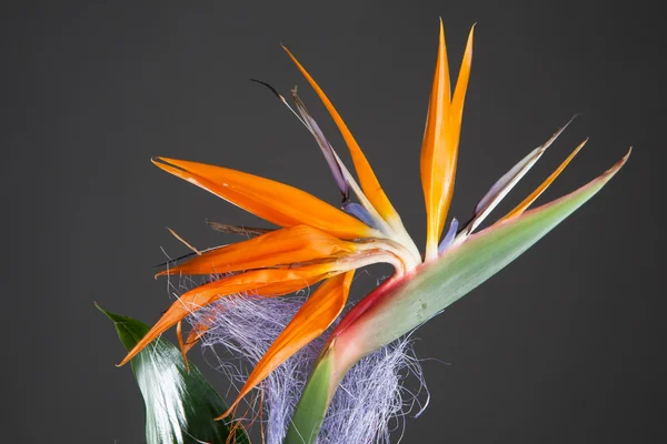 Paradisfågeln blomma (Papegojblomssläktet) på grå bakgrund — Stockfoto