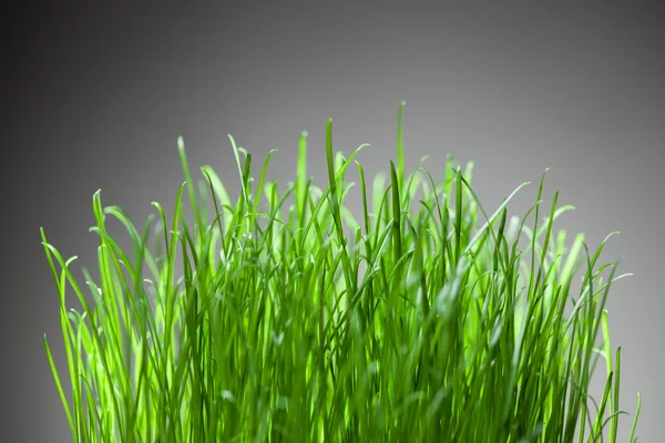 Fresh grass on grey background — Stock Photo, Image