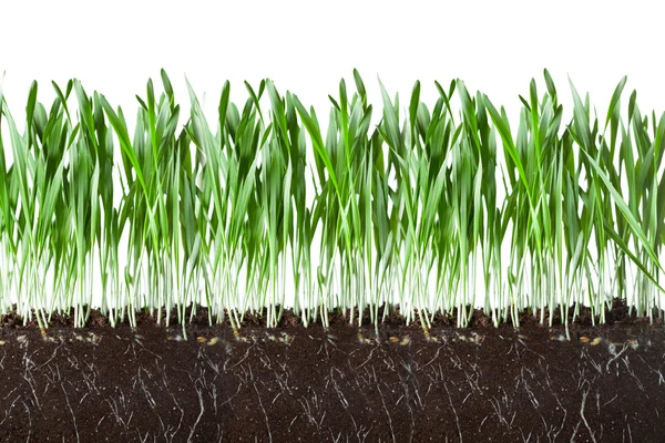 Hierba de avena y raíces en la sección transversal del suelo — Foto de Stock